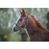 Headcollar MINI adjustable - Foal 6 month nut brown