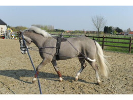 Lunging training aid