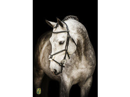 Bridle  New Pro  - ss buckles