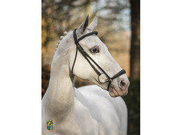 Bridle  New Pro  drop noseband - ss buckles