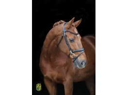 Bridle FRENCHY flash noseband